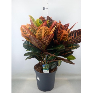 Codiaeum var. GR 'Petra'