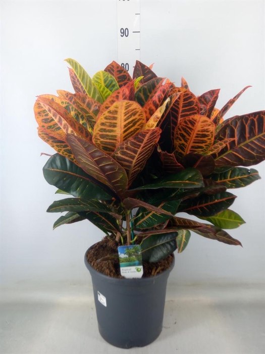 <h4>Codiaeum var. GR 'Petra'</h4>