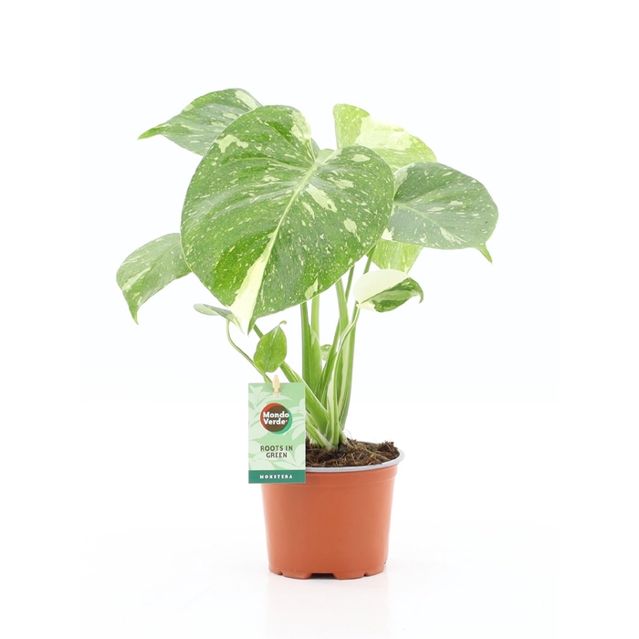 <h4>MONSTERA DEL THAI CO</h4>