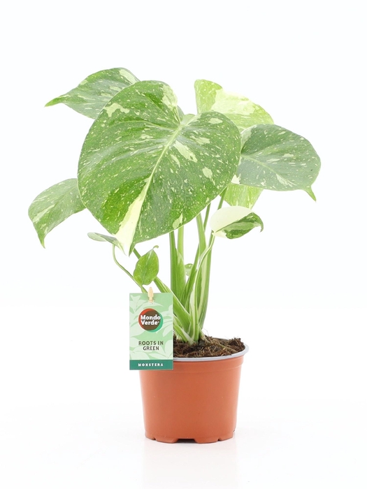 MONSTERA DEL THAI CO
