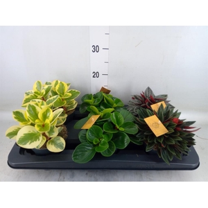Peperomia   ...mix