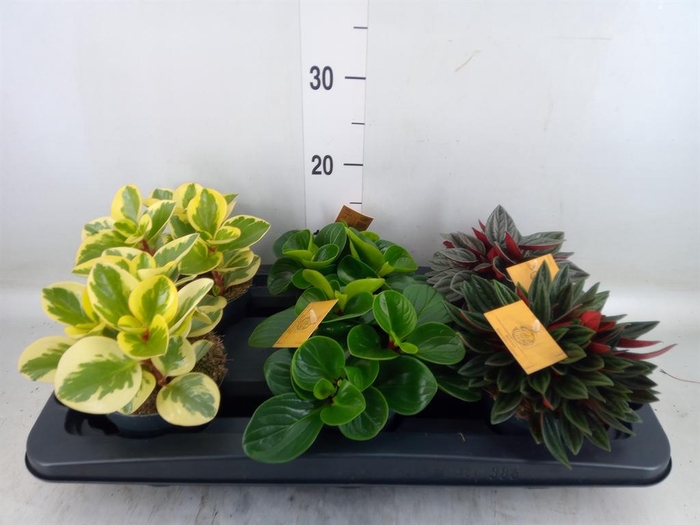 <h4>Peperomia   ...mix</h4>