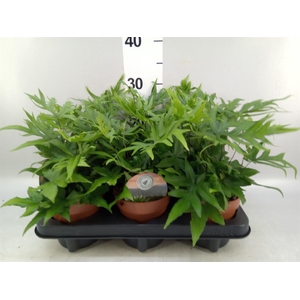 Doryopteris pedata