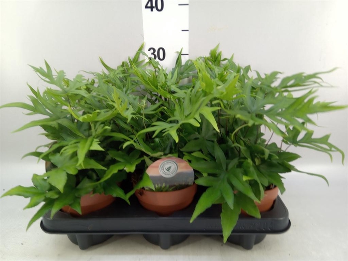 <h4>Doryopteris pedata</h4>