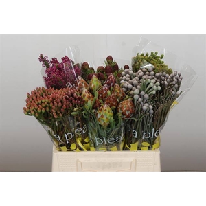 Cape green mix in bucket