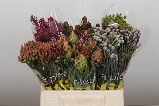 <h4>Cape green mix in bucket</h4>