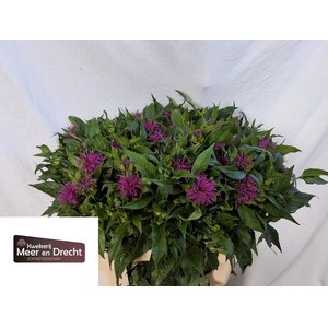 MONARDA OV