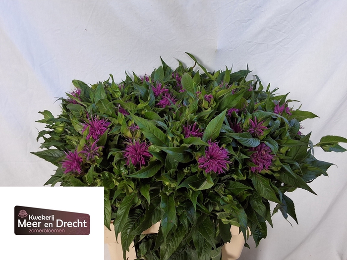 <h4>MONARDA OV</h4>
