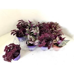 Tradescantia gemengd