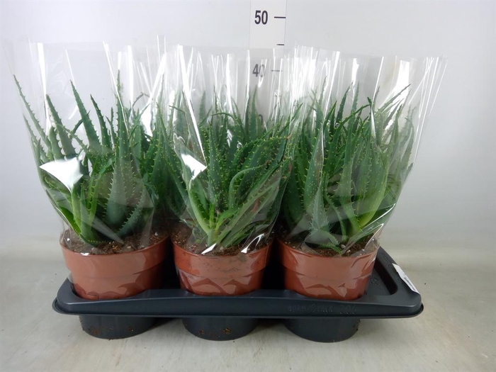 <h4>Aloe arborescens</h4>