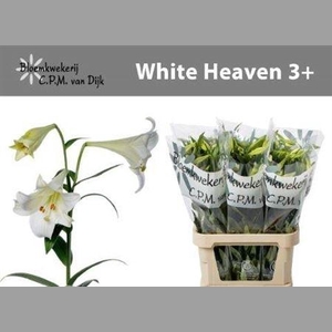 Li Lf White Heaven 3+