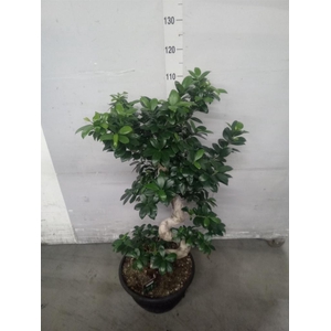 Ficus microcarpa 'Ginseng'