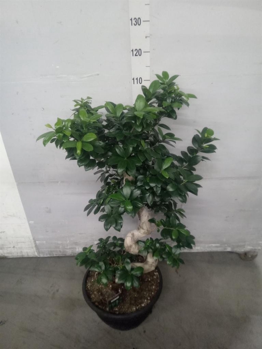 <h4>Ficus microcarpa 'Ginseng'</h4>