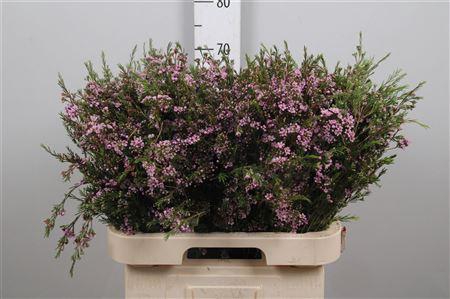 <h4>Chame Un Hili</h4>