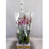 Phalaenopsis   ...