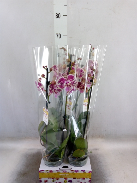 Phalaenopsis   ...