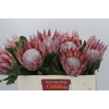 Protea Cynaroides
