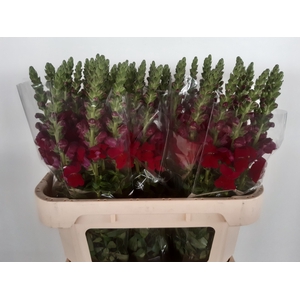 ANTIR AVIGNON DA RED