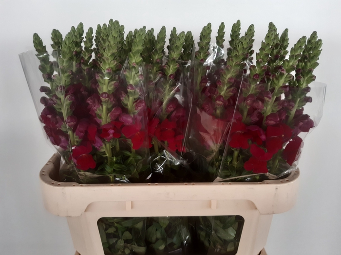 <h4>ANTIR AVIGNON DA RED</h4>