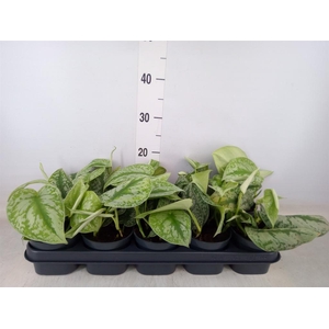 Scindapsus pictus 'Trebie'