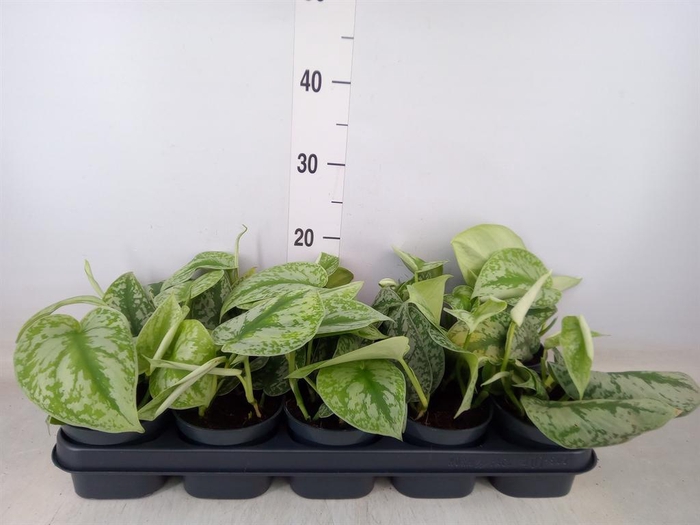 <h4>Scindapsus pictus 'Trebie'</h4>