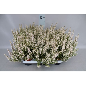 Erica gracilis   ...white