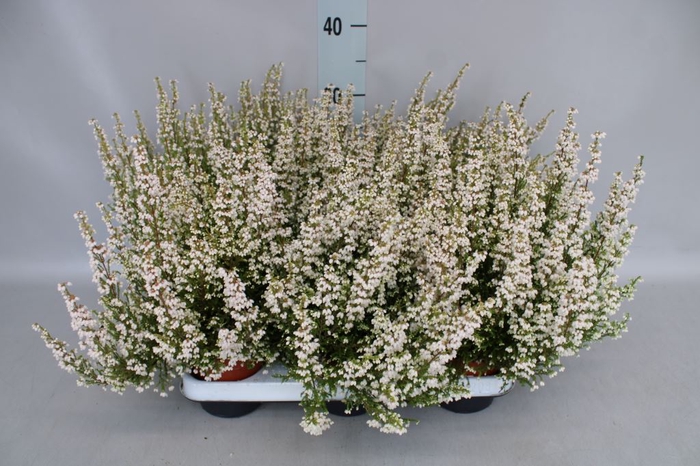 Erica gracilis   ...white