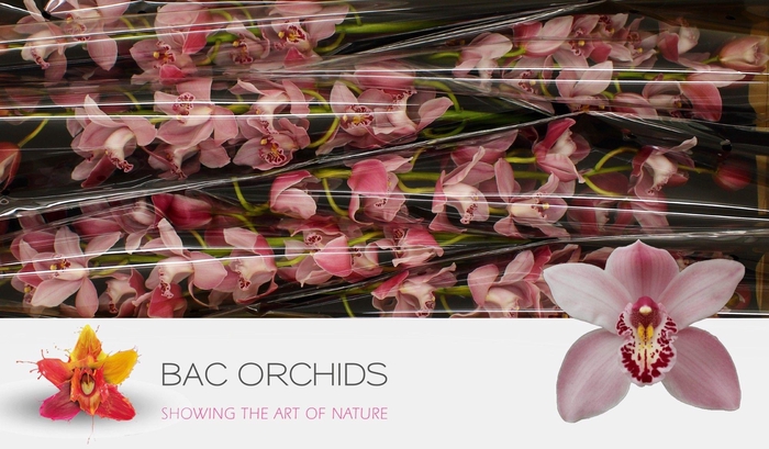 <h4>CYMB T CINDY</h4>