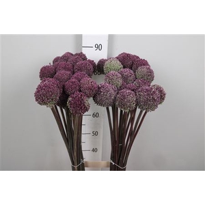 Allium Summer Drumme