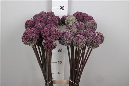 <h4>Allium Summer Drumme</h4>