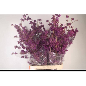 CALLICARPA BOD PROFU