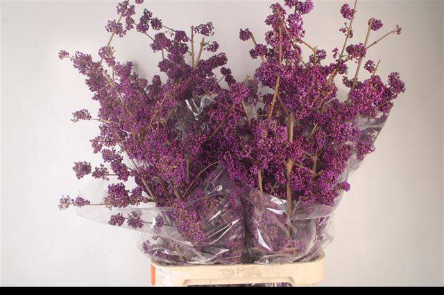 <h4>CALLICARPA BOD PROFU</h4>