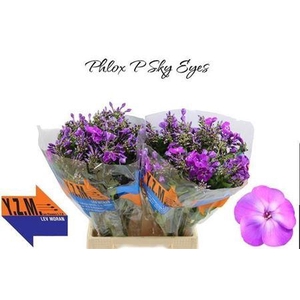 Phlox P Sky Eyes (IL),(10)