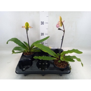 Paphiopedilum   ...