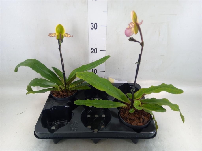 <h4>Paphiopedilum   ...</h4>