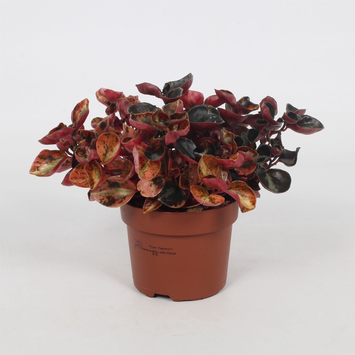 <h4>Peperomia caperata   ...</h4>