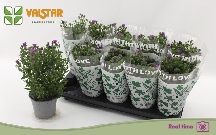 <h4>ASTER NB OV</h4>