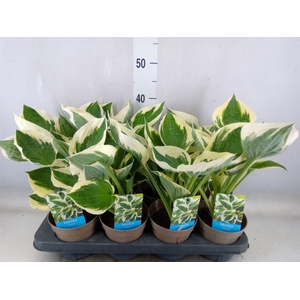 Hosta   ...