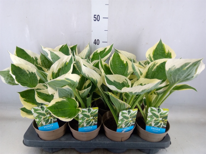 <h4>Hosta   ...</h4>