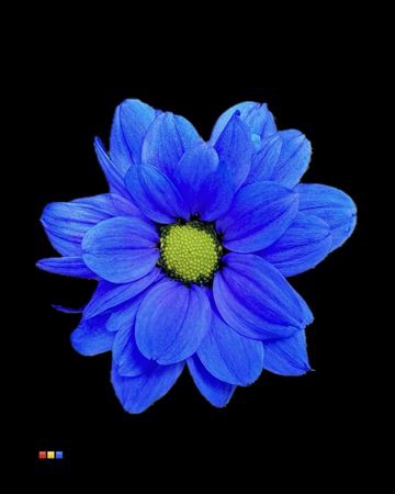 <h4>CHR T CHIC BLUE</h4>