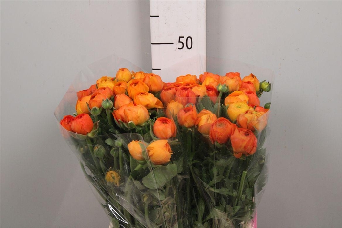 <h4>Ran El. Orange Ex</h4>