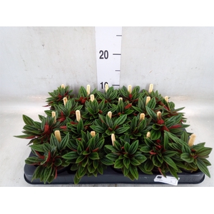 Peperomia caperata 'Rosso'