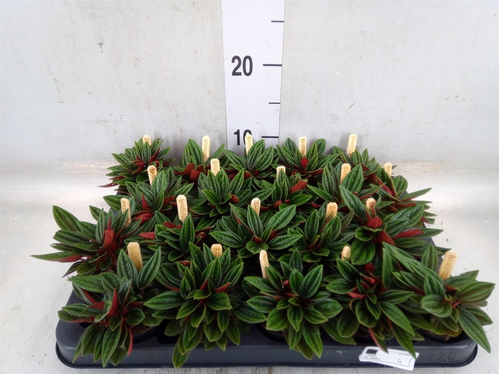 <h4>Peperomia caperata 'Rosso'</h4>