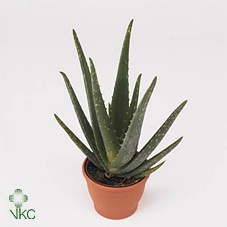 <h4>Aloe Vera</h4>