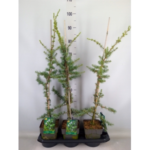 Cedrus libani 'Glauca'