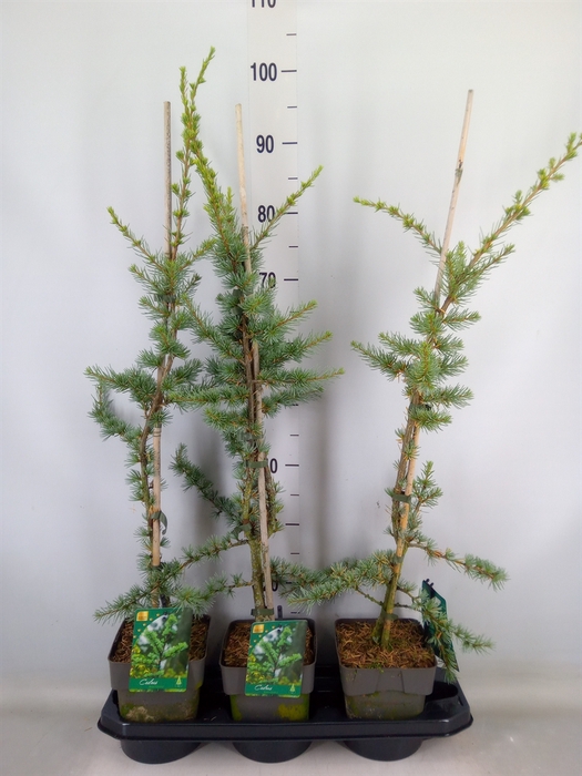 <h4>Cedrus libani 'Glauca'</h4>
