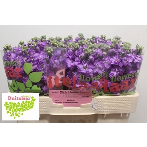 MATTH ANYT LAVENDER