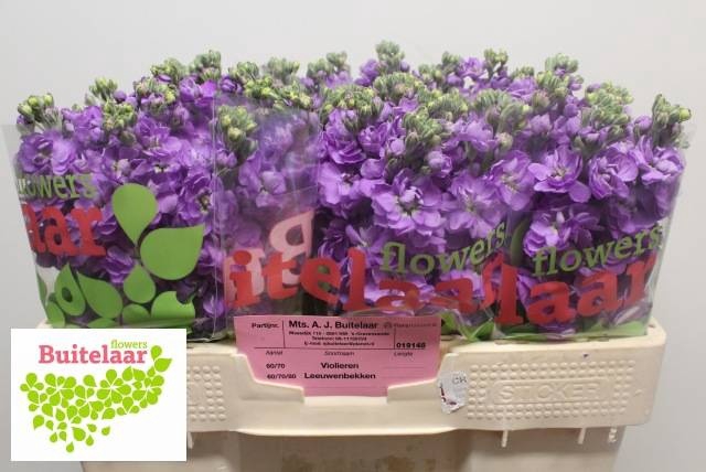 <h4>MATTH ANYT LAVENDER</h4>