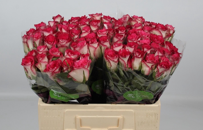 <h4>R GR DOUBLE DATE!</h4>