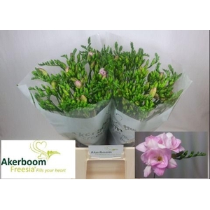 Freesia du Honeymoon